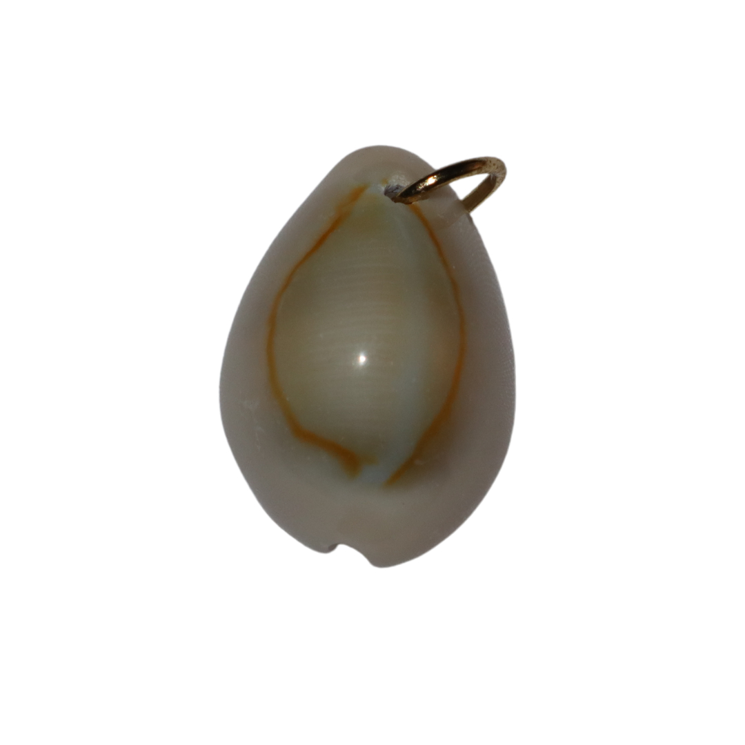 Cowrie Shell