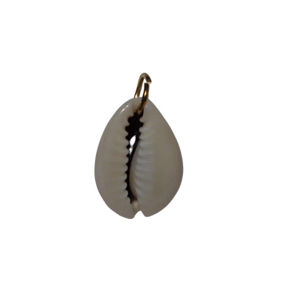 Cowrie Shell